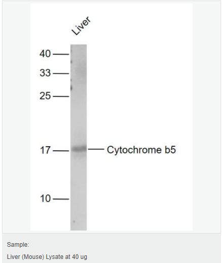 605c45ad037c9.png image.png