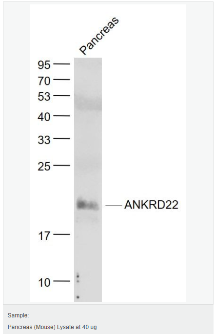 60764028436de.png image.png